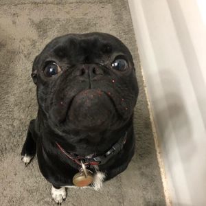 Meet your Posher, Dustin